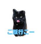 我が家のにゃんスタ（個別スタンプ：35）