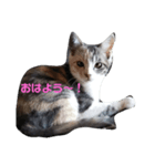 三毛猫ショコラ（個別スタンプ：1）