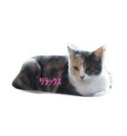 三毛猫ショコラ（個別スタンプ：3）