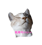 三毛猫ショコラ（個別スタンプ：4）
