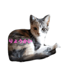 三毛猫ショコラ（個別スタンプ：5）
