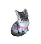 三毛猫ショコラ（個別スタンプ：6）