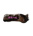 三毛猫ショコラ（個別スタンプ：7）