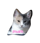 三毛猫ショコラ（個別スタンプ：8）