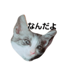 うちの無愛想な猫（個別スタンプ：4）
