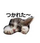 うちの無愛想な猫（個別スタンプ：7）