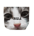 うちの無愛想な猫（個別スタンプ：9）