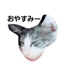 うちの無愛想な猫（個別スタンプ：10）