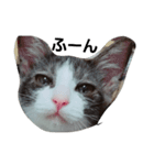 うちの無愛想な猫（個別スタンプ：11）