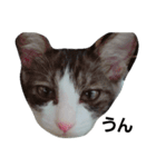 うちの無愛想な猫（個別スタンプ：12）