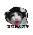 うちの無愛想な猫（個別スタンプ：13）