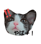 うちの無愛想な猫（個別スタンプ：14）
