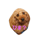 大きなトイプーロコ（個別スタンプ：3）