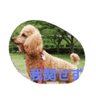 大きなトイプーロコ（個別スタンプ：10）