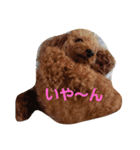大きなトイプーロコ（個別スタンプ：12）