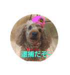 大きなトイプーロコ（個別スタンプ：14）