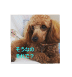 大きなトイプーロコ（個別スタンプ：15）