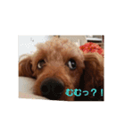 大きなトイプーロコ（個別スタンプ：16）