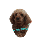 大きなトイプーロコ（個別スタンプ：18）