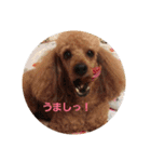 大きなトイプーロコ（個別スタンプ：19）