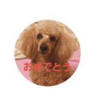大きなトイプーロコ（個別スタンプ：21）