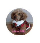 大きなトイプーロコ（個別スタンプ：22）