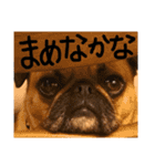 我が家のちび太 飛騨弁Ver.（個別スタンプ：7）