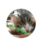 子猫のケアルくん（個別スタンプ：1）