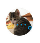 子猫のケアルくん（個別スタンプ：3）