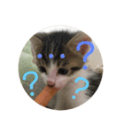 子猫のケアルくん（個別スタンプ：4）