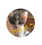 子猫のケアルくん（個別スタンプ：5）