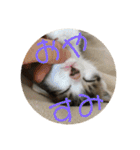 子猫のケアルくん（個別スタンプ：6）