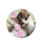 子猫のケアルくん（個別スタンプ：7）
