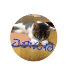 子猫のケアルくん（個別スタンプ：8）