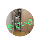 子猫のケアルくん（個別スタンプ：9）