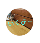 子猫のケアルくん（個別スタンプ：10）