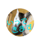 子猫のケアルくん（個別スタンプ：11）