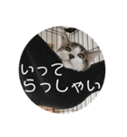 子猫のケアルくん（個別スタンプ：12）
