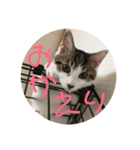 子猫のケアルくん（個別スタンプ：13）