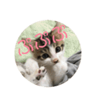 子猫のケアルくん（個別スタンプ：15）