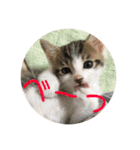 子猫のケアルくん（個別スタンプ：16）
