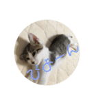 子猫のケアルくん（個別スタンプ：18）