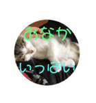子猫のケアルくん（個別スタンプ：20）
