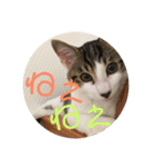 子猫のケアルくん（個別スタンプ：21）