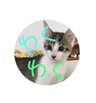 子猫のケアルくん（個別スタンプ：22）