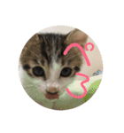 子猫のケアルくん（個別スタンプ：23）