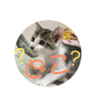子猫のケアルくん（個別スタンプ：24）