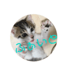 子猫のケアルくん（個別スタンプ：25）