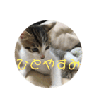 子猫のケアルくん（個別スタンプ：26）