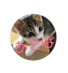 子猫のケアルくん（個別スタンプ：27）
